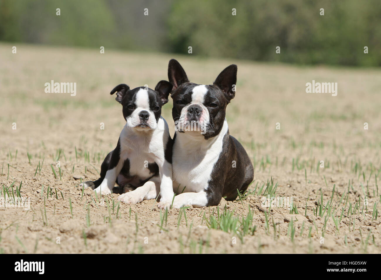 Erwachsenen Hund Boston Terrier und Welpen zwei schwarz mit weiß in ein Feld liegend Stockfoto