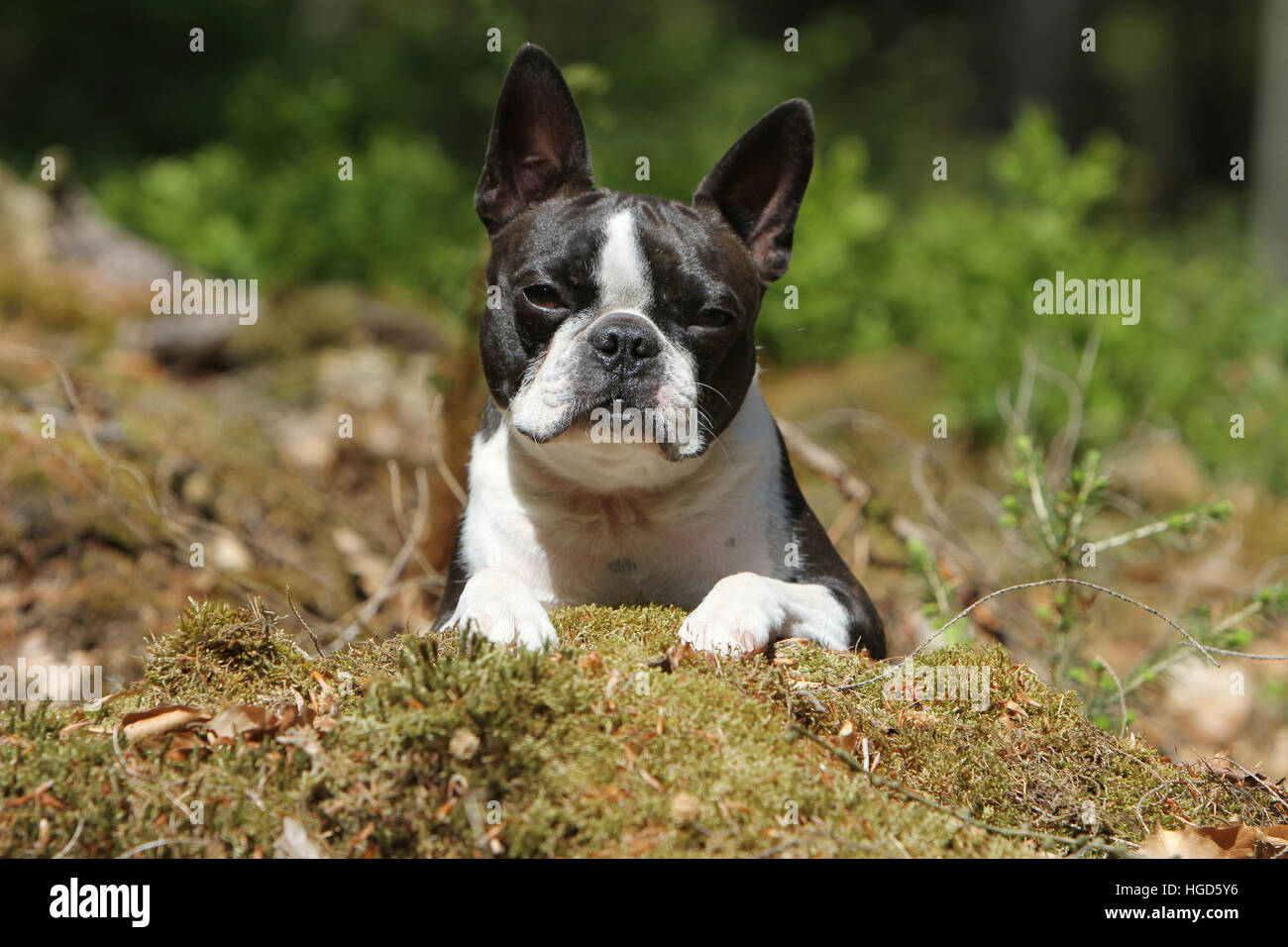 Boston Terrier Erwachsenen schwarz mit weiß auf dem Boden liegenden Hund Stockfoto