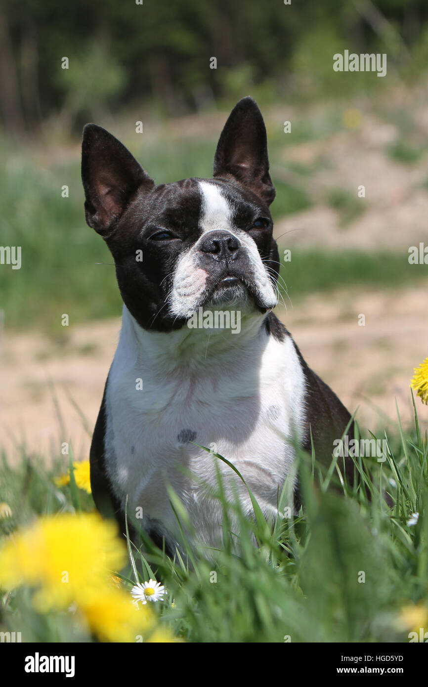 Hund Boston Terrier schwarz mit weiß auf einer Wiese sitzen Erwachsene Erwachsene Stockfoto