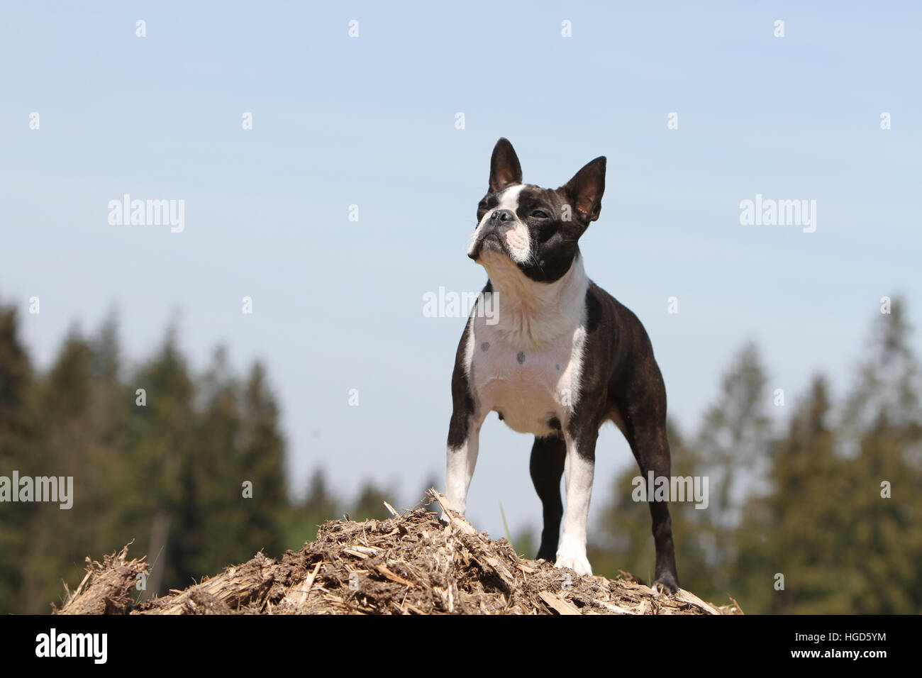 Hund Boston Terrier adult Erwachsene schwarz mit weißen stehende Gesicht Stockfoto