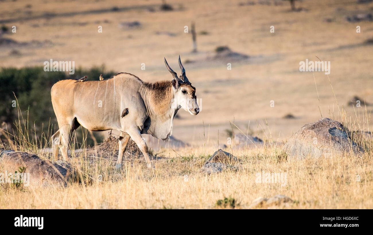 Gemeinsame Eland (Tauro Oryx) männlich Stockfoto