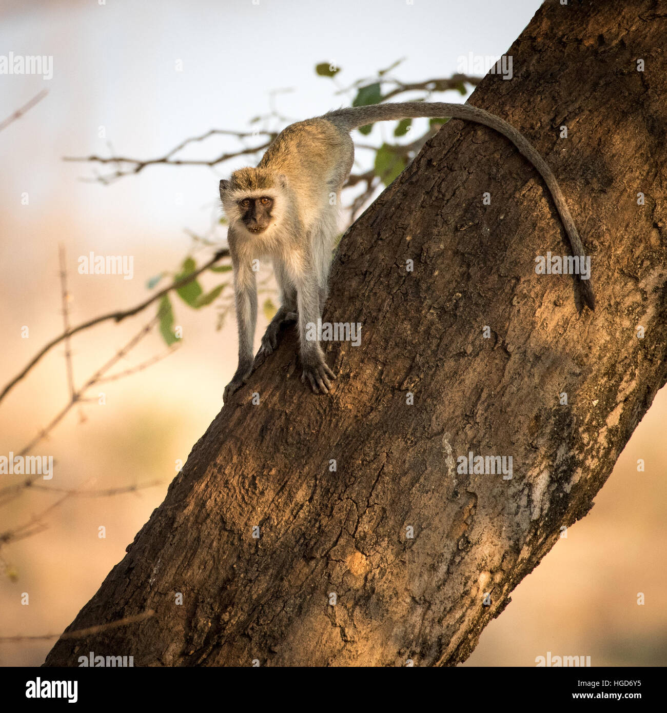 Vervet Affen (grüne Aethiops) auf Baum Stockfoto