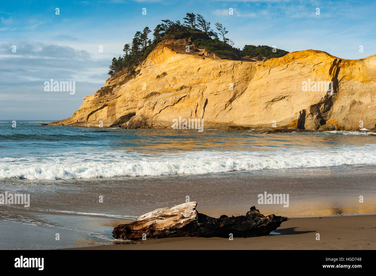 Ein Stück Treibholz liegt am Cape Kiwanda Strand in der Region Pacific City, Oregon, ON, USA. Stockfoto