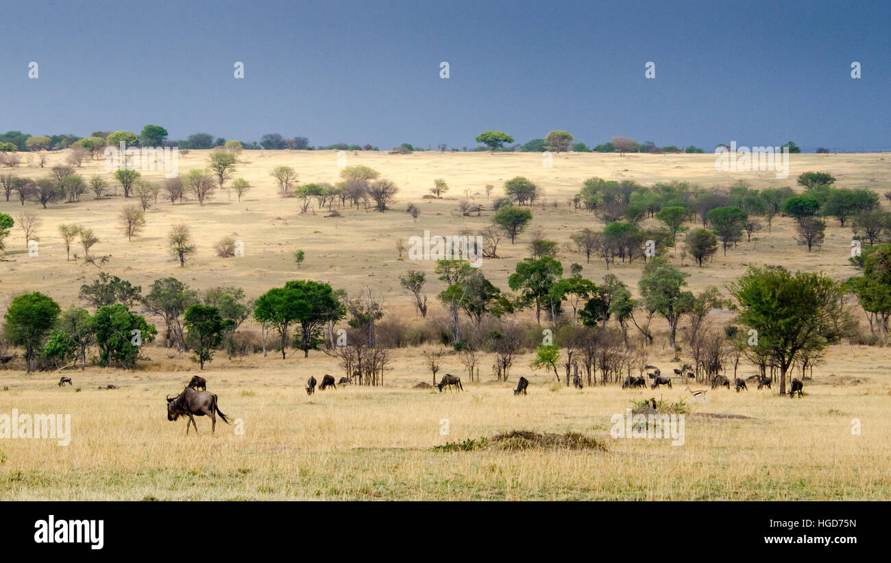 Gnus, weißen bärtigen gestromt oder blau (Connochaetes Taurinus) Stockfoto