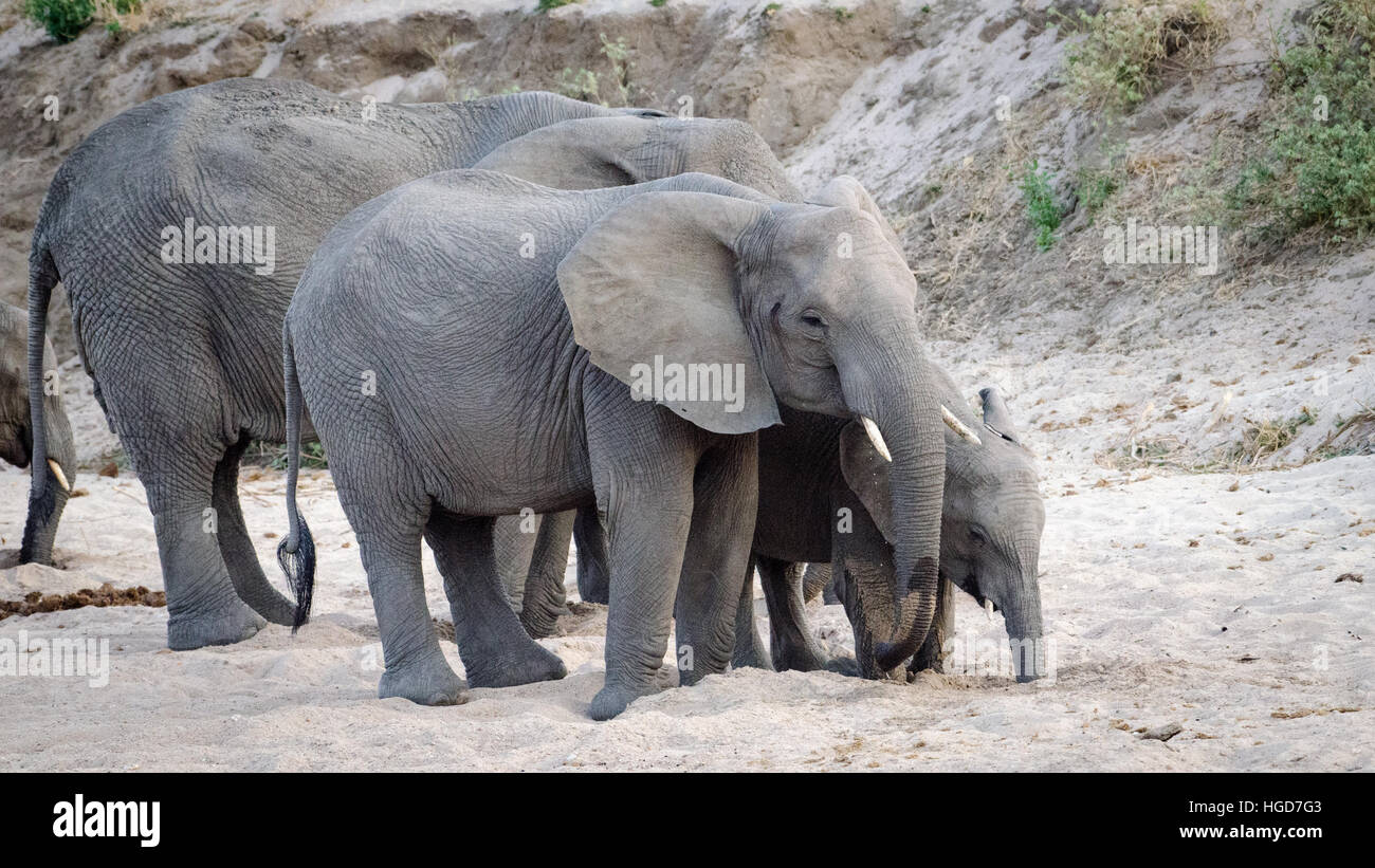 Afrikanischer Elefant (Loxodonta) vom Flussbett trinken Stockfoto