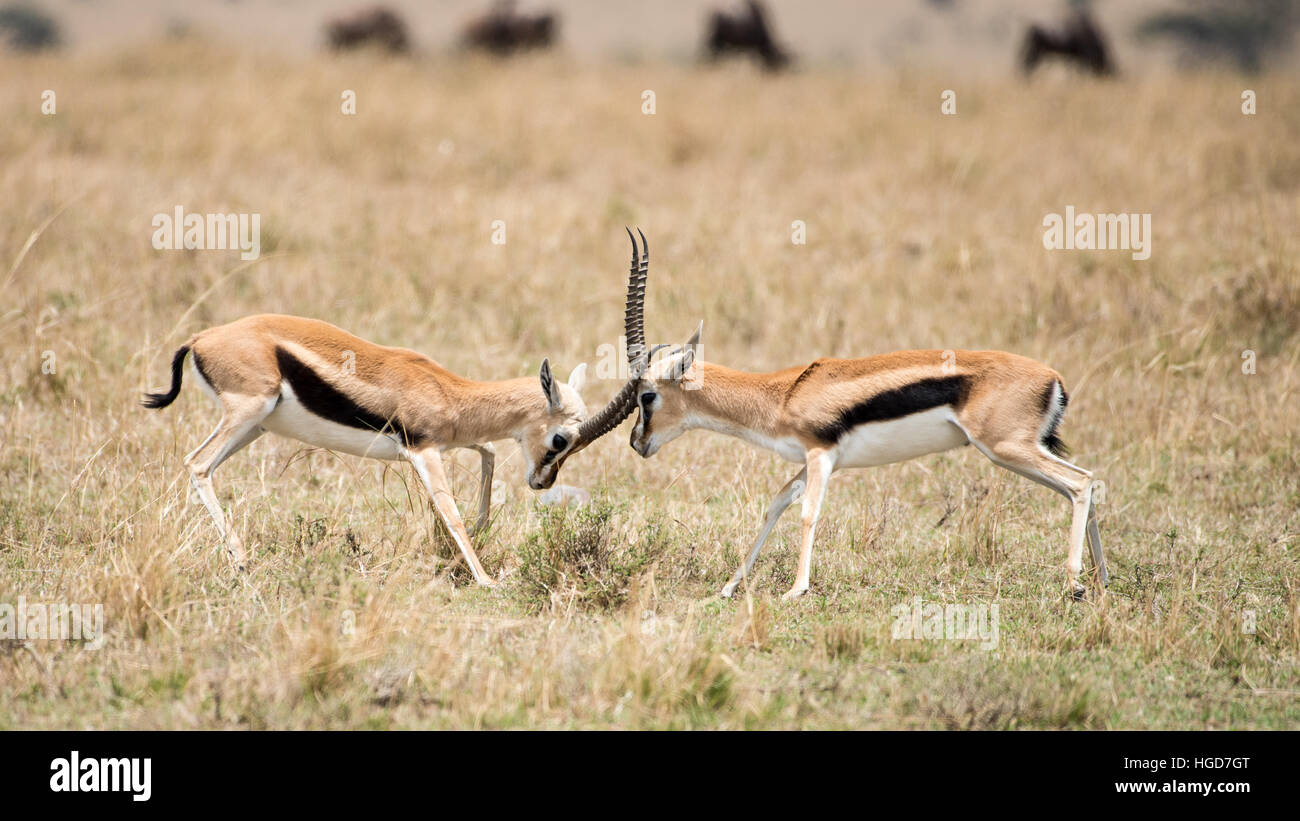 Thomsons Gazelle (Eudorcas Thomsoni) Fighting Stockfoto