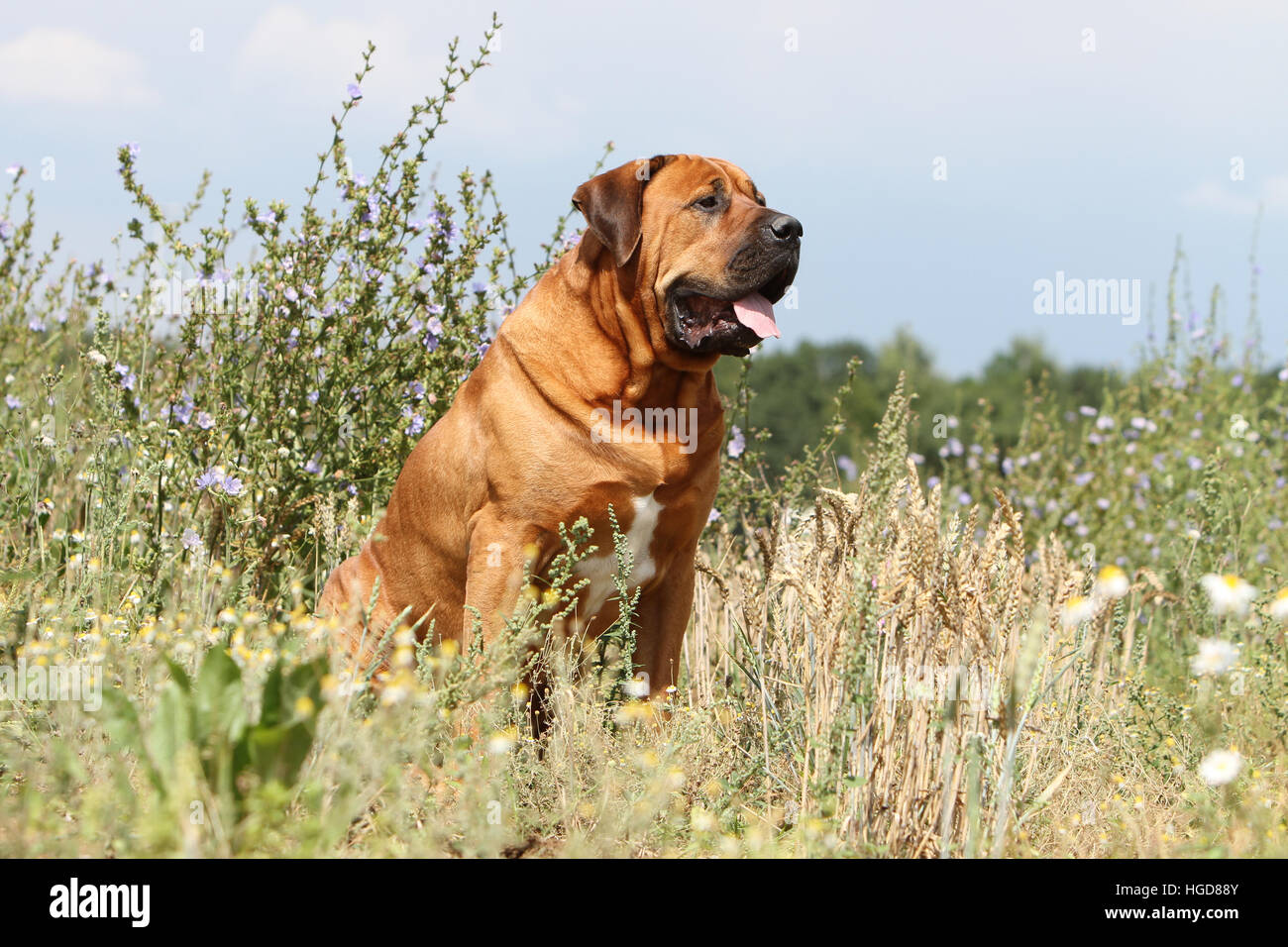 Hund Tosa Inu / japanischer Mastiff Erwachsene sitzen auf einer Wiese Stockfoto