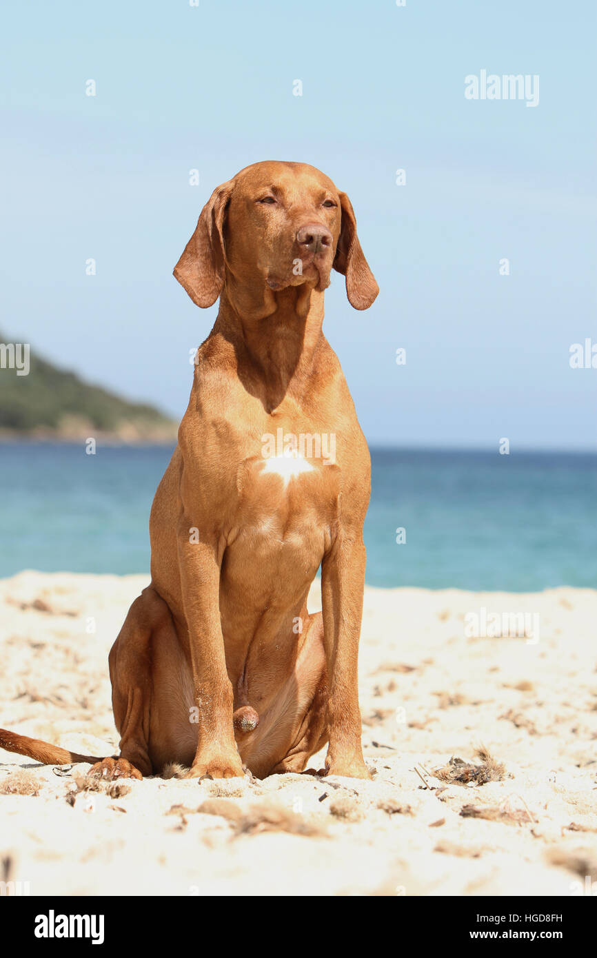Magyar Vizsla Hund / ungarische Zeiger Kurzhaarkatzen Erwachsenen sitzen am Strand Stockfoto