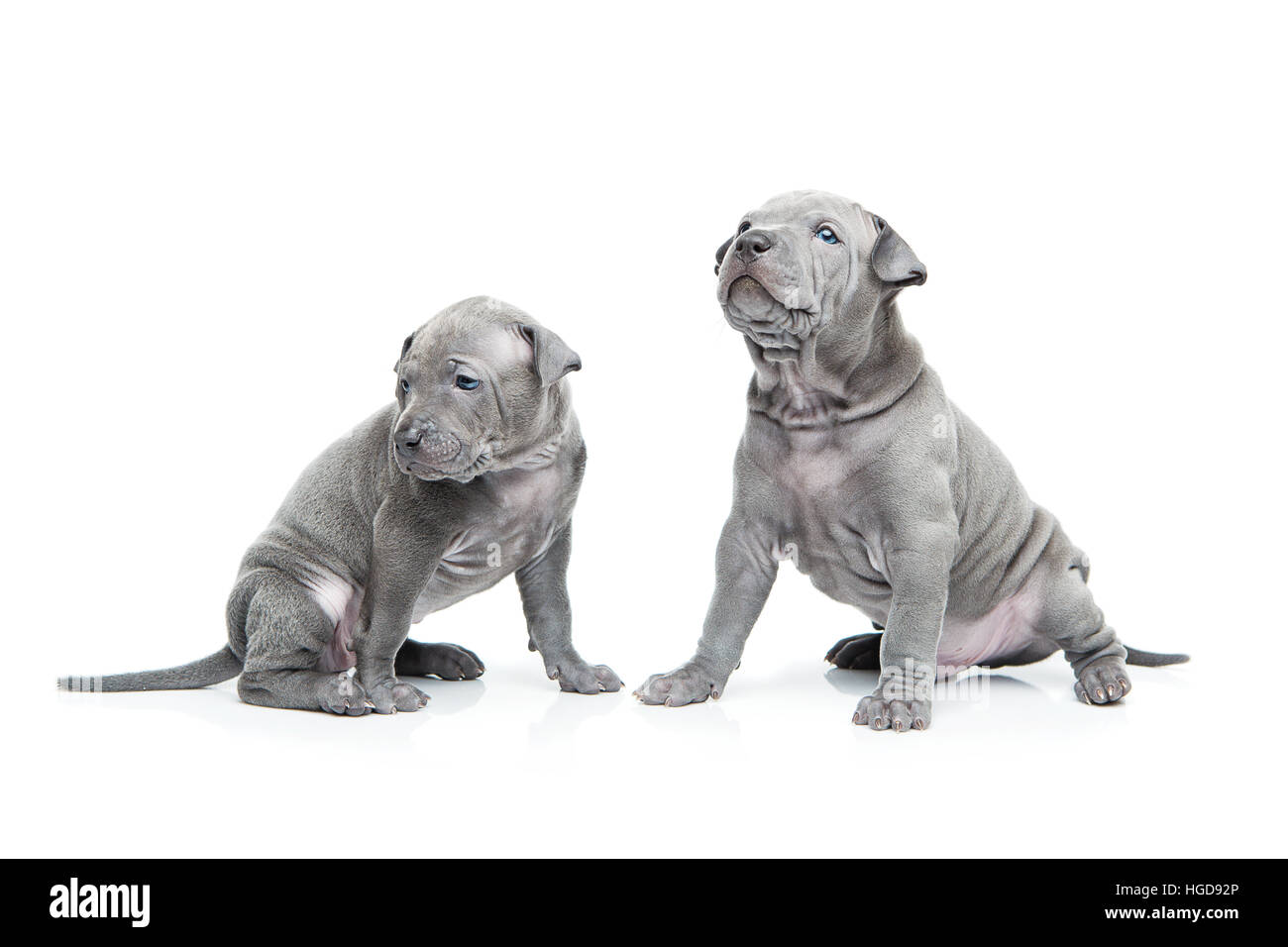 Zwei thai Ridgeback Welpen isoliert auf weiss Stockfoto