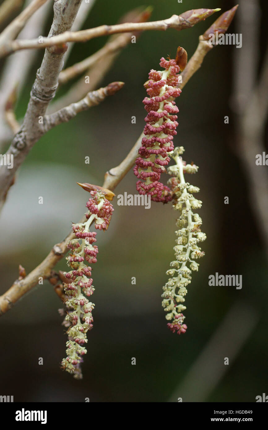 Populus Nigra SSP. betulifolia Stockfoto