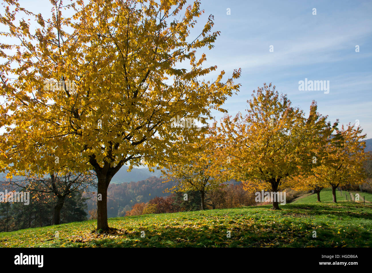 Obstbäume im Herbst Stockfoto