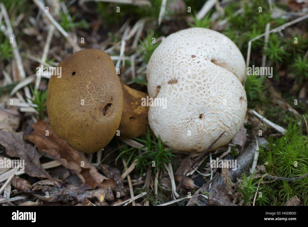 Boletus parasiticus Stockfoto