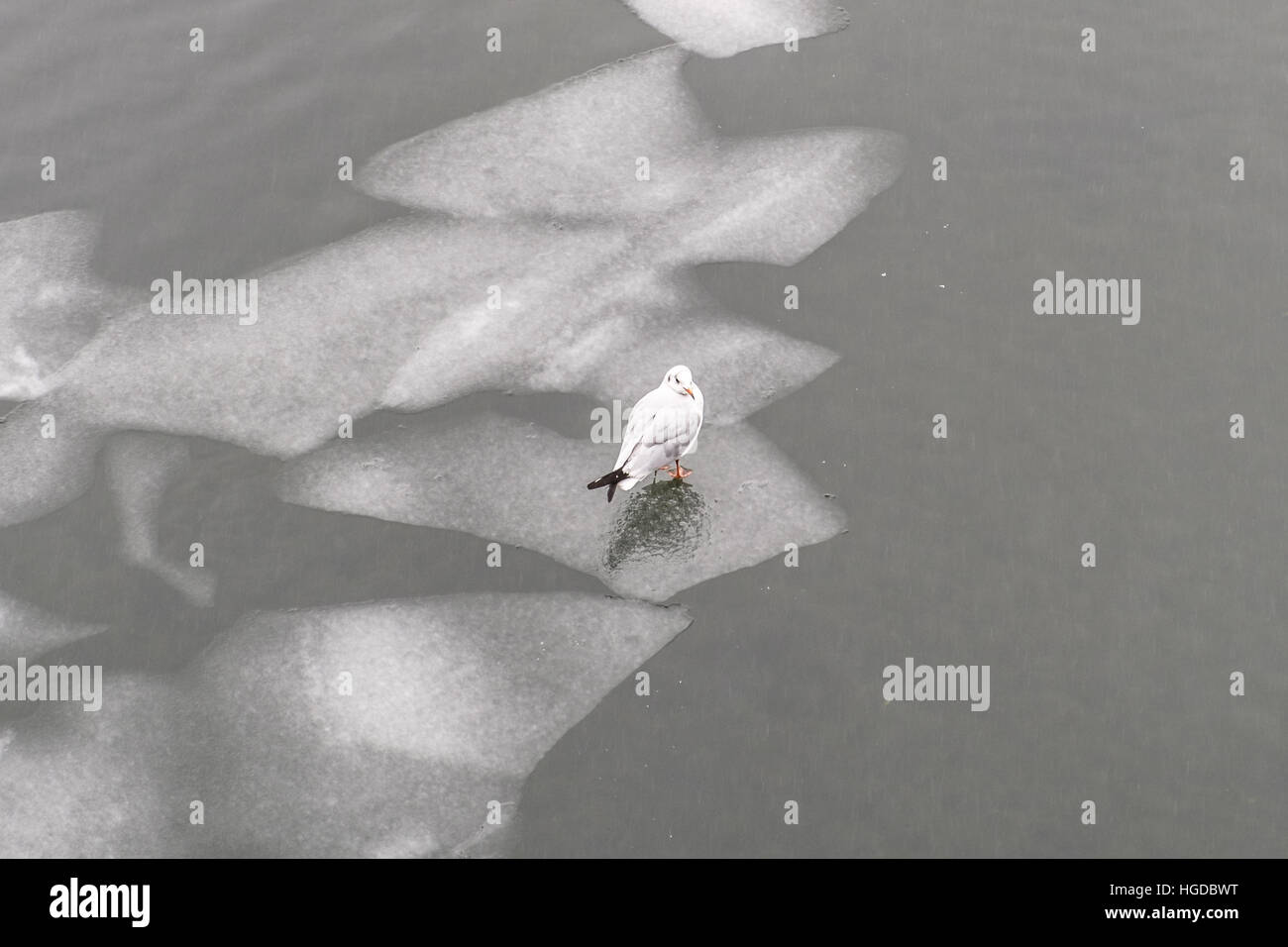 Möwe Vogel stehend auf Eisscholle Stockfoto