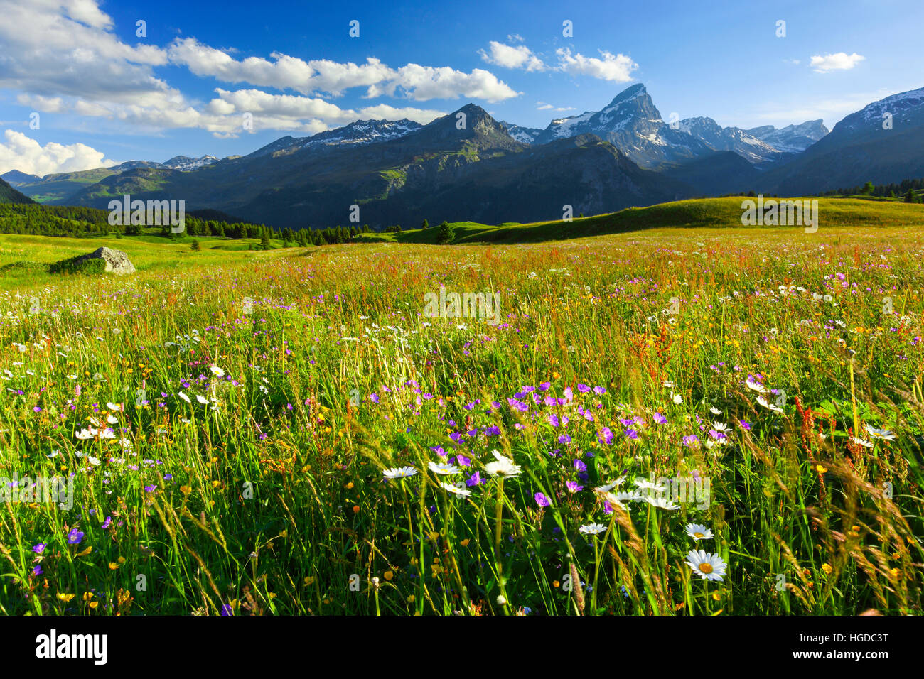 Alp Flix, Graubünden, Schweiz Stockfoto