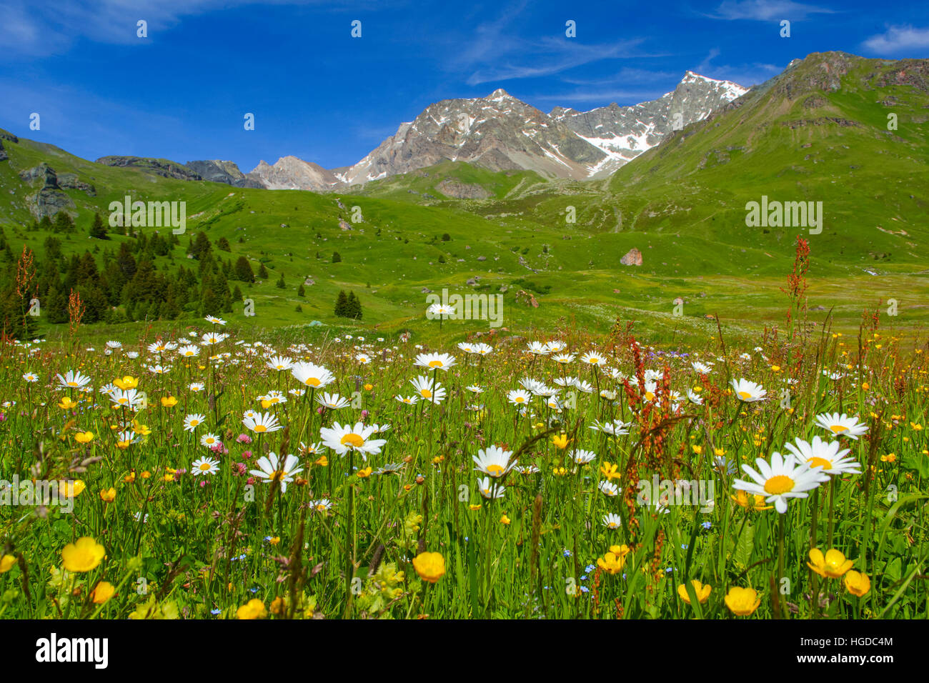 Alp Flix, Graubünden, Schweiz Stockfoto