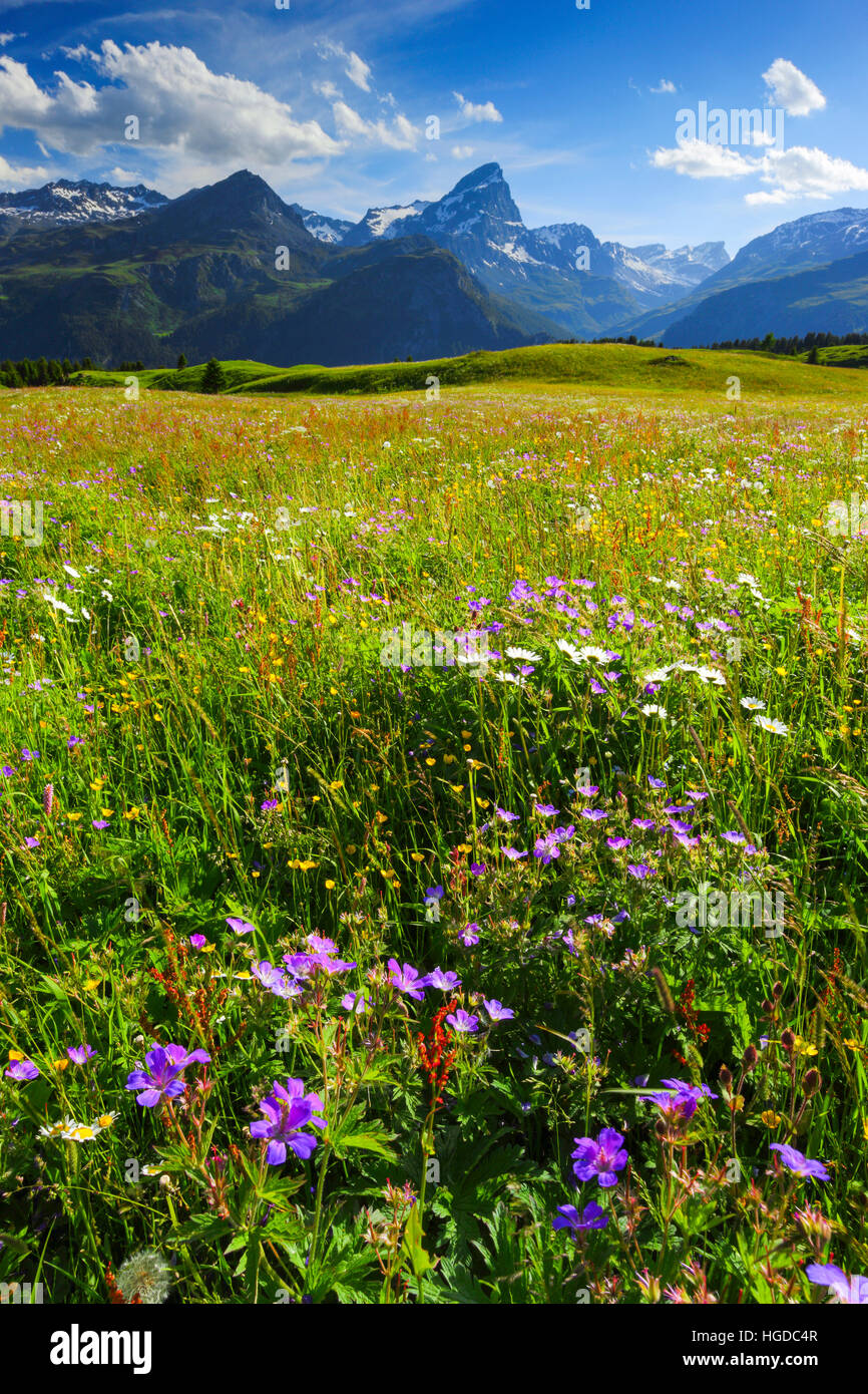 Alp Flix, Graubünden, Schweiz Stockfoto