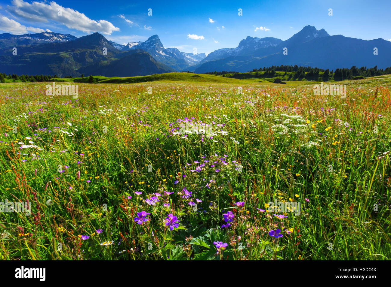 Alp Flix, Graubünden, Schweiz Stockfoto