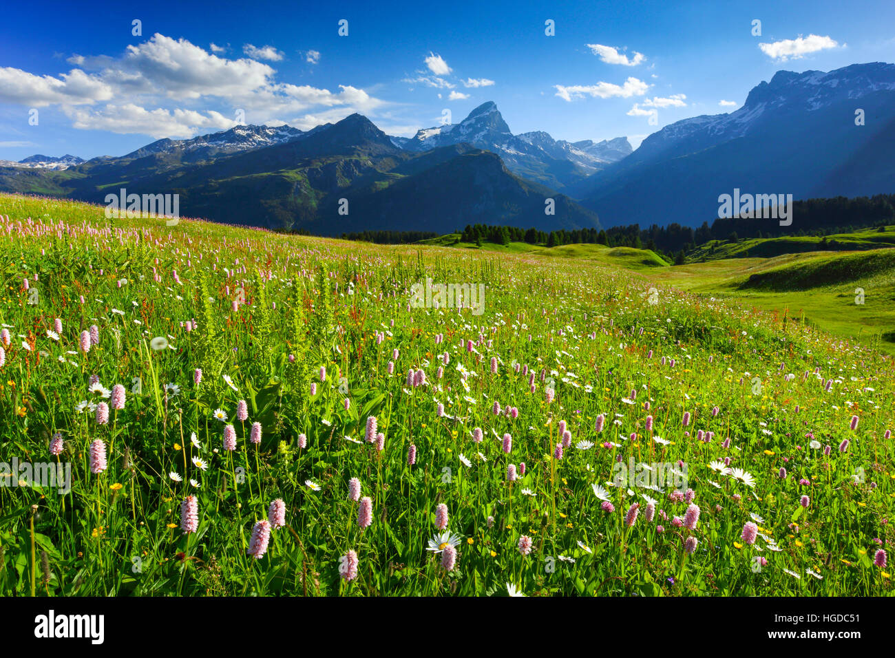 Alp Flix, Graubünden, Schweiz Stockfoto