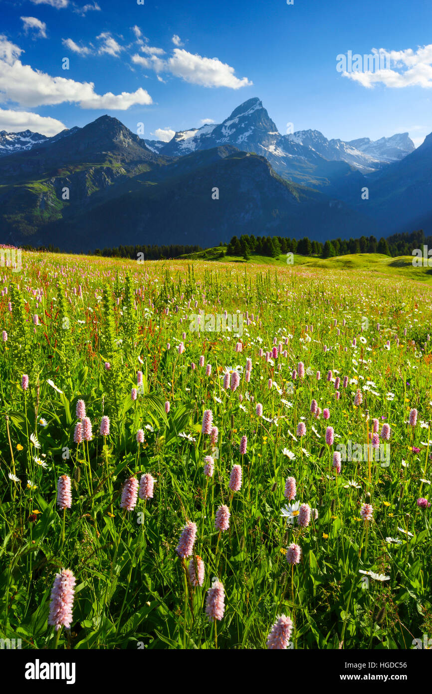 Alp Flix, Graubünden, Schweiz Stockfoto