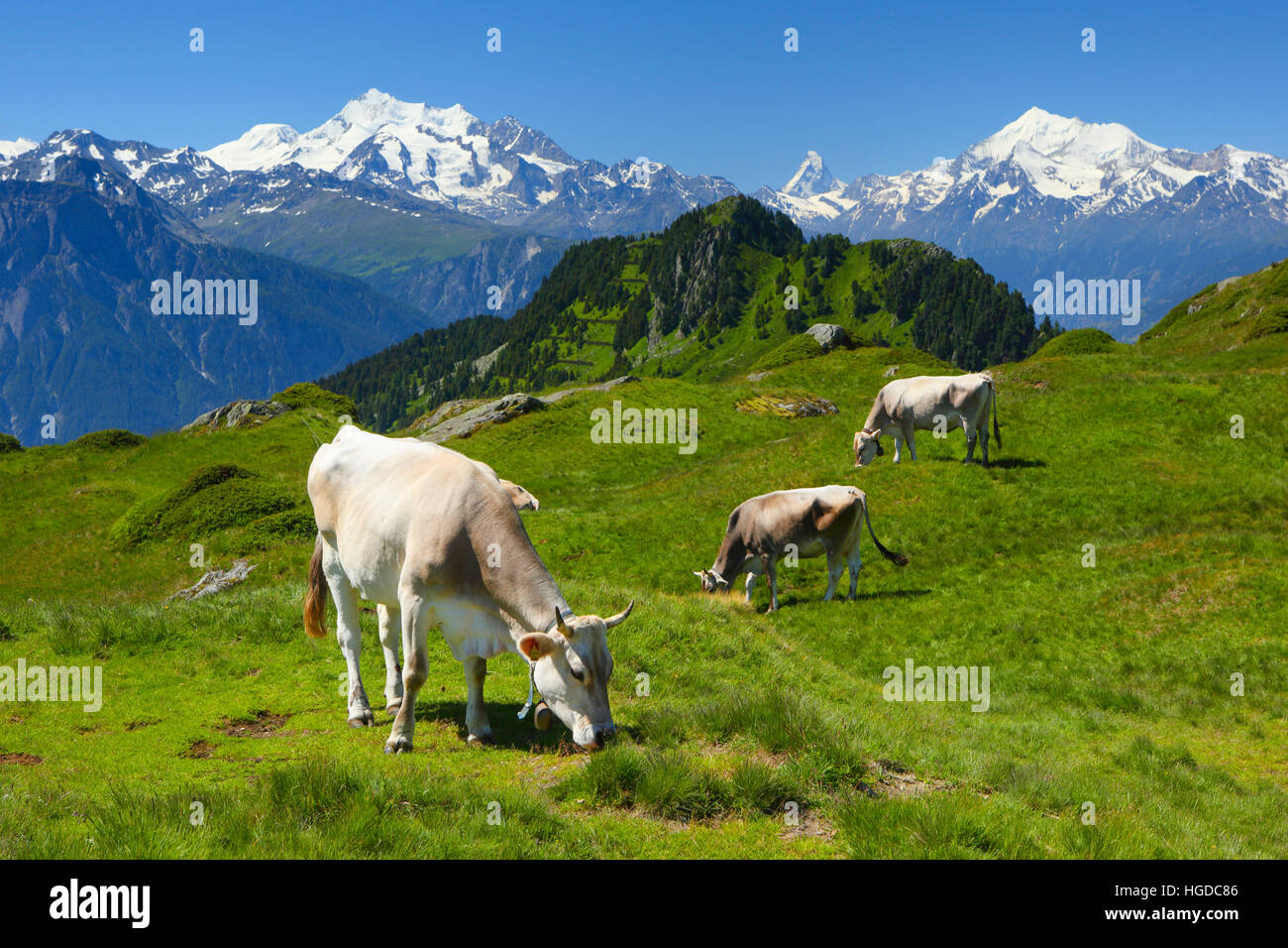 Mischabel, Matterhorn, Weisshorn, Schweizer Alpen, Wallis, Schweiz Stockfoto