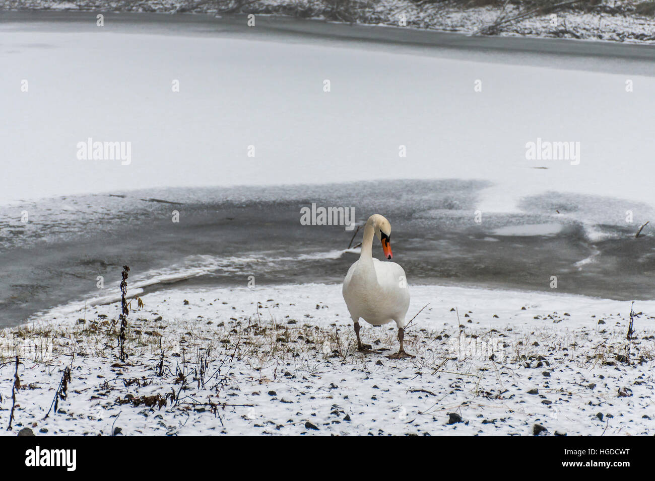 Winter Wonder Land Snow White swan Vogel zu Fuß in der Nähe von Eissee Stockfoto