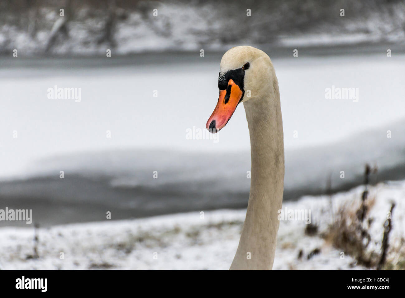 Winter Wonder Land Snow White swan Vogel zu Fuß in der Nähe von Eissee 4 Stockfoto