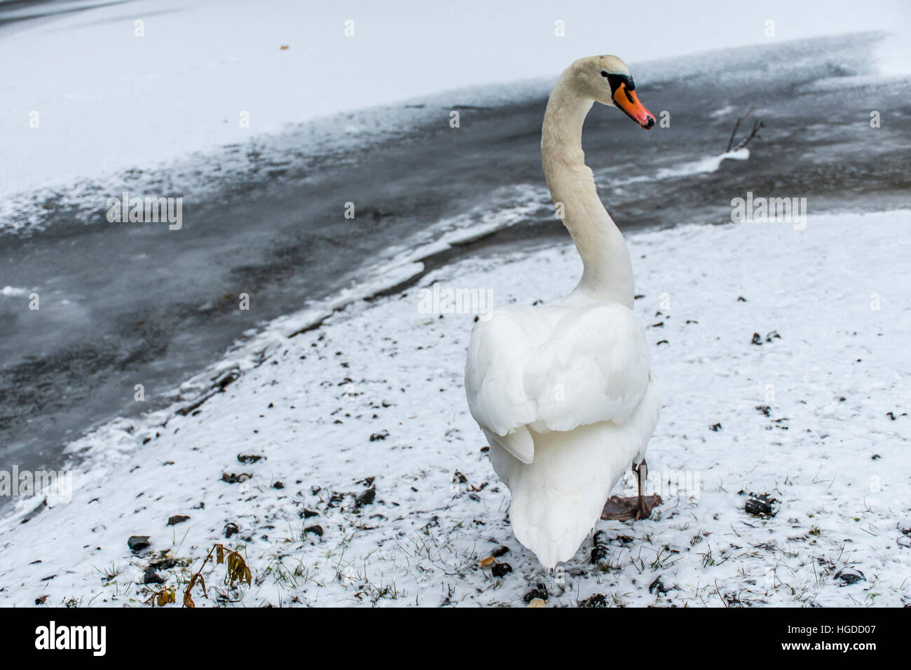 Winter Wonder Land Snow White swan Vogel zu Fuß in der Nähe von Eissee 9 Stockfoto