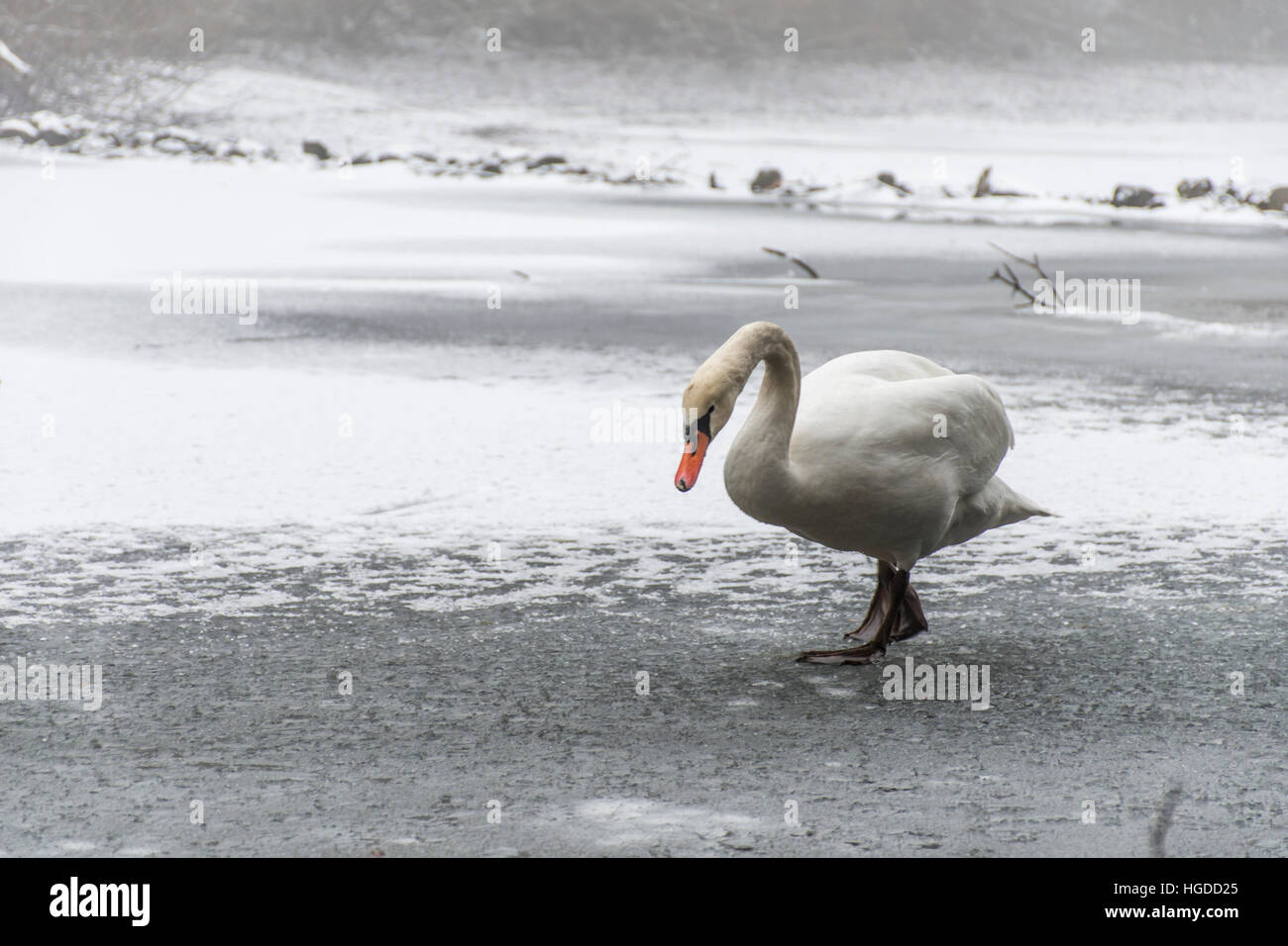 Winter Wonder Land Snow White swan Vogel zu Fuß in der Nähe von Eissee 15 Stockfoto