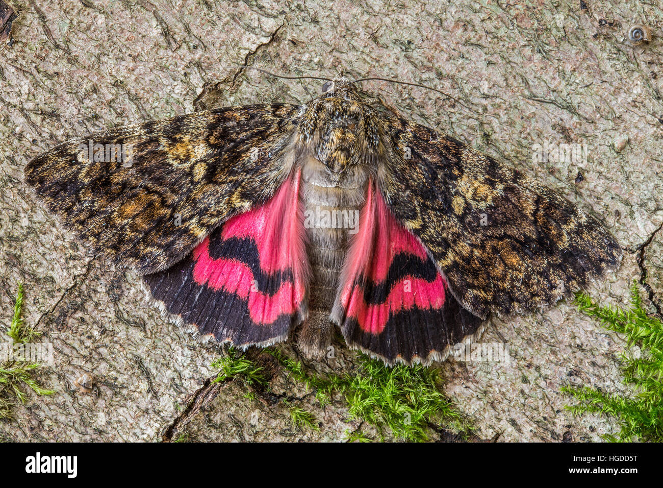 Dunkle purpurrote underwing Stockfoto