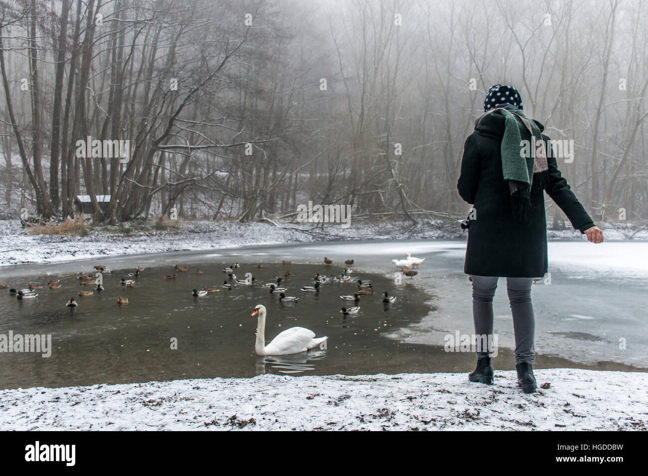 Eine junge Frau auf einem See Fütterung Schwäne und Enten Vögel füttern im Winter 4 Stockfoto