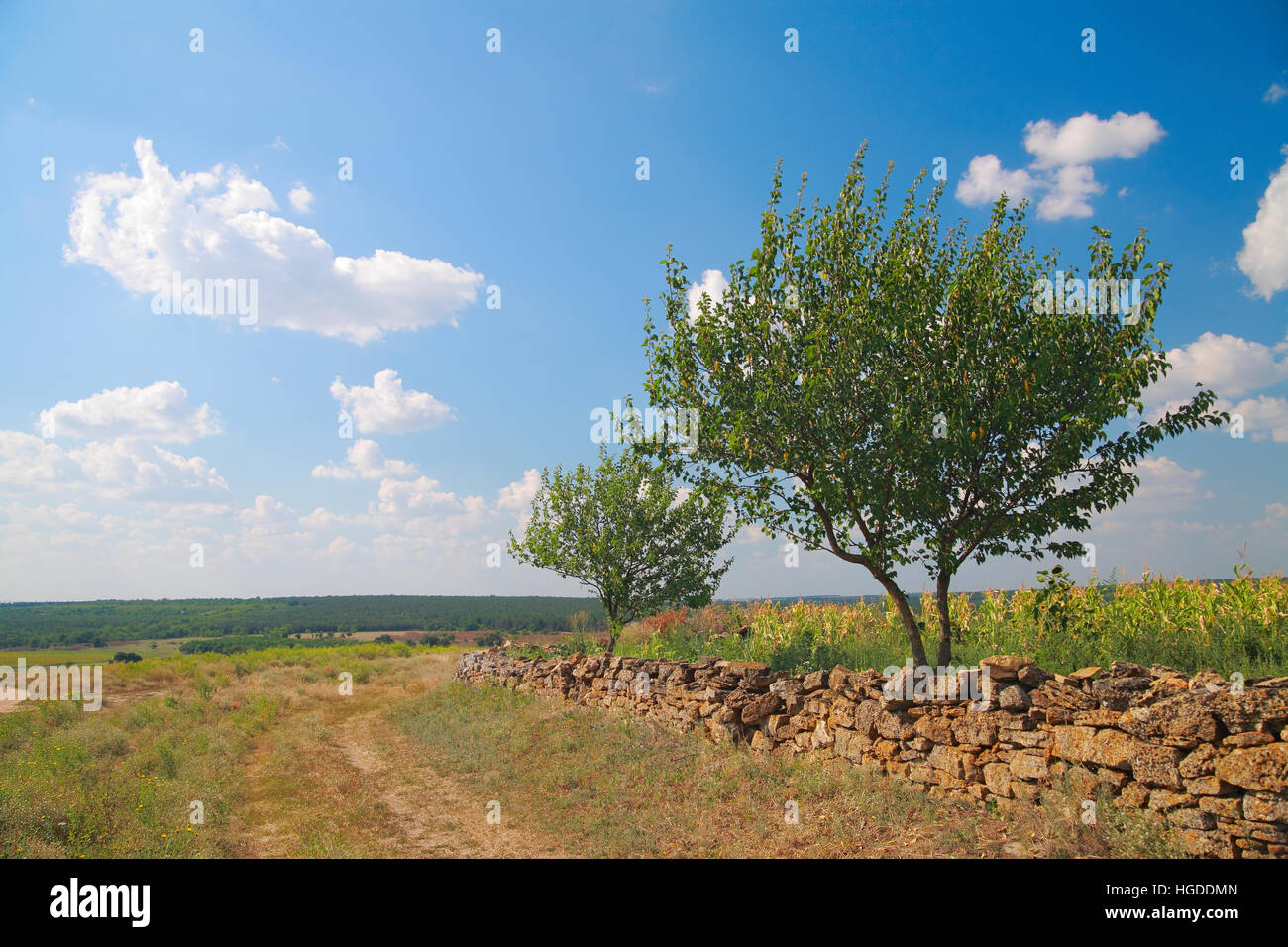 Kulturlandschaft, machte ein Zaun aus Naturstein, Bäume gegen den Himmel mit Wolken im Sommer Stockfoto