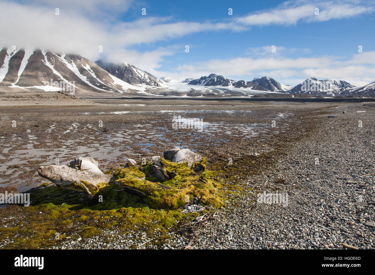 Spitzbergen, Svalbard, Tundra, Walknochen Stockfoto