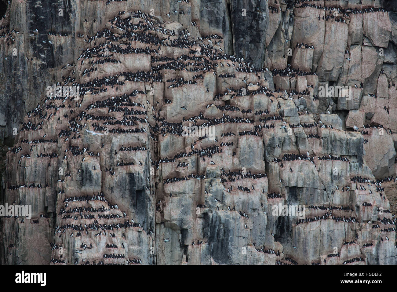 Spitzbergen, Svalbard, dick-billed Murre, Uria Lomvia, Vogelfelsen, Vögel, Stockfoto