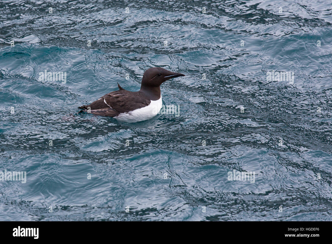 Spitzbergen, Svalbard, dick-billed Murre, Uria Lomvia, Vogelfelsen, Vögel, Stockfoto