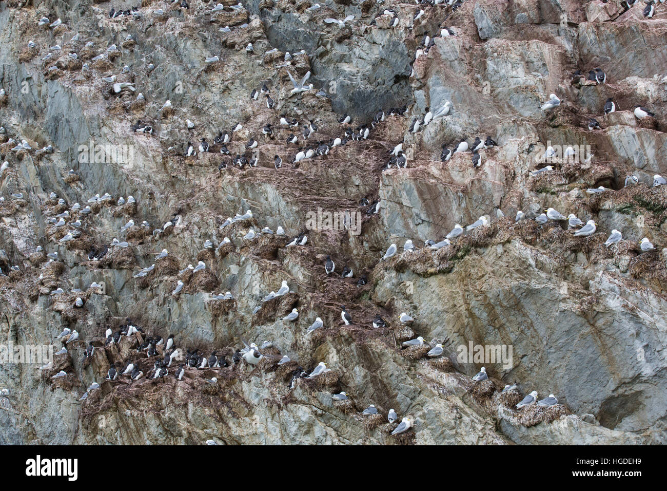 Spitzbergen, Bellsund, dick-billed Murre, Uria Lomvia Kittiwake, Rissa Tridactyla, Stockfoto