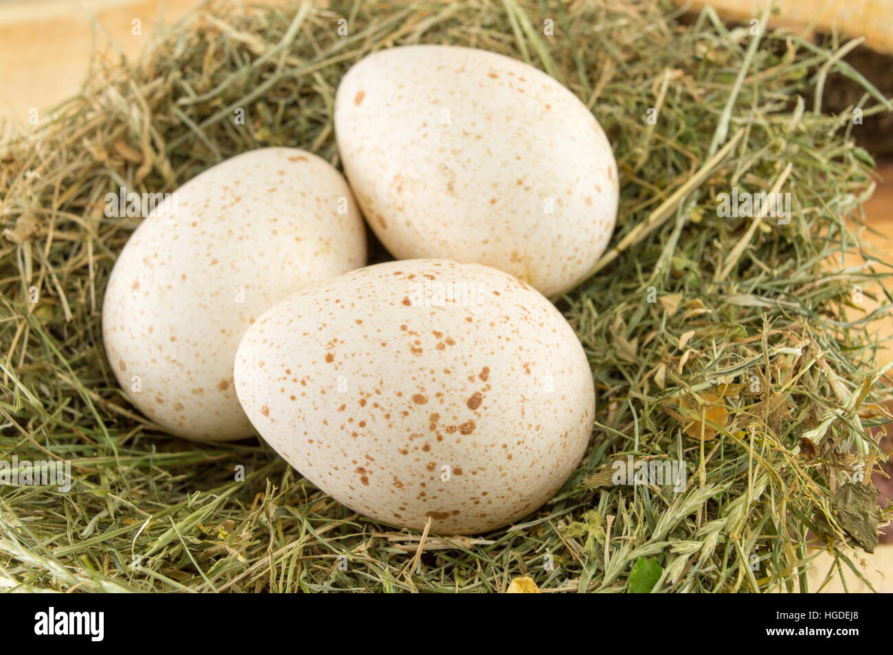 Haufen roh Türkei Eier in einem nest Stockfoto
