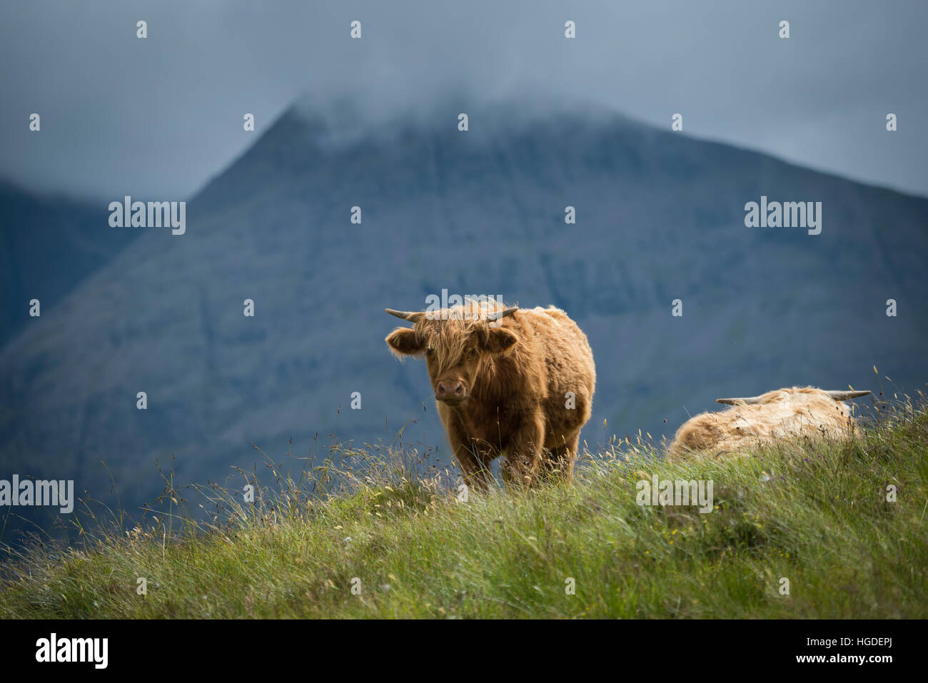 Schottland, die Hebriden Archipel, Isle of Skye, Bos Taurus, Hochlandrinder (m) Stockfoto