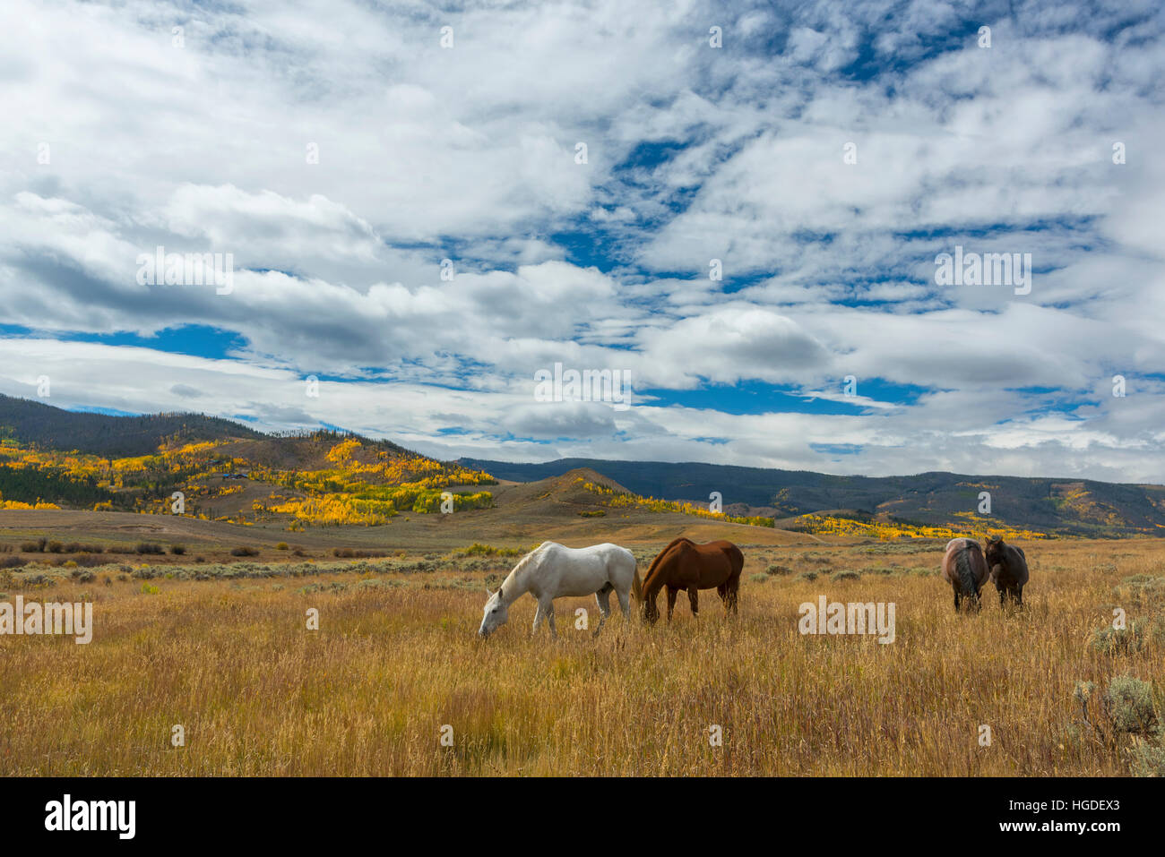 Colorado, Pferde auf der Weide Stockfoto