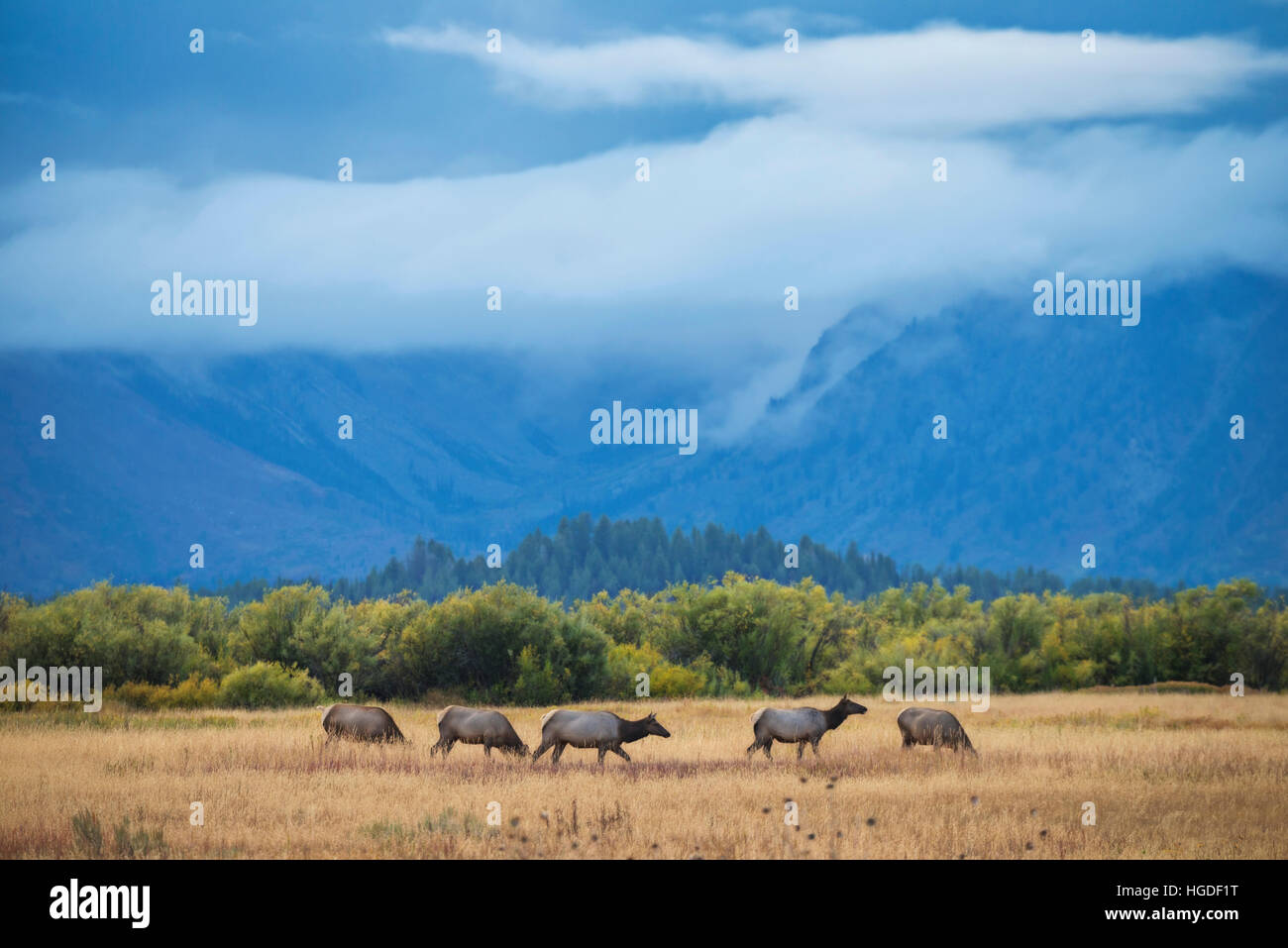 Wyoming, Grand Teton Nationalpark, UNESCO, Welterbe, Elch, Wapiti, Tierwelt, Cervus Canadensis Stockfoto