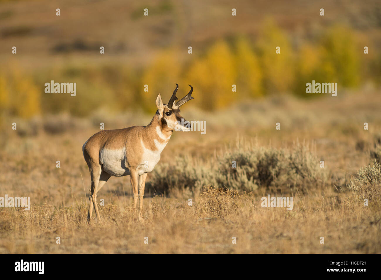 Wyoming, Yellowstone National Park, UNESCO, Welterbe, Pronghorn Antilope, Antilocapra Americana Stockfoto