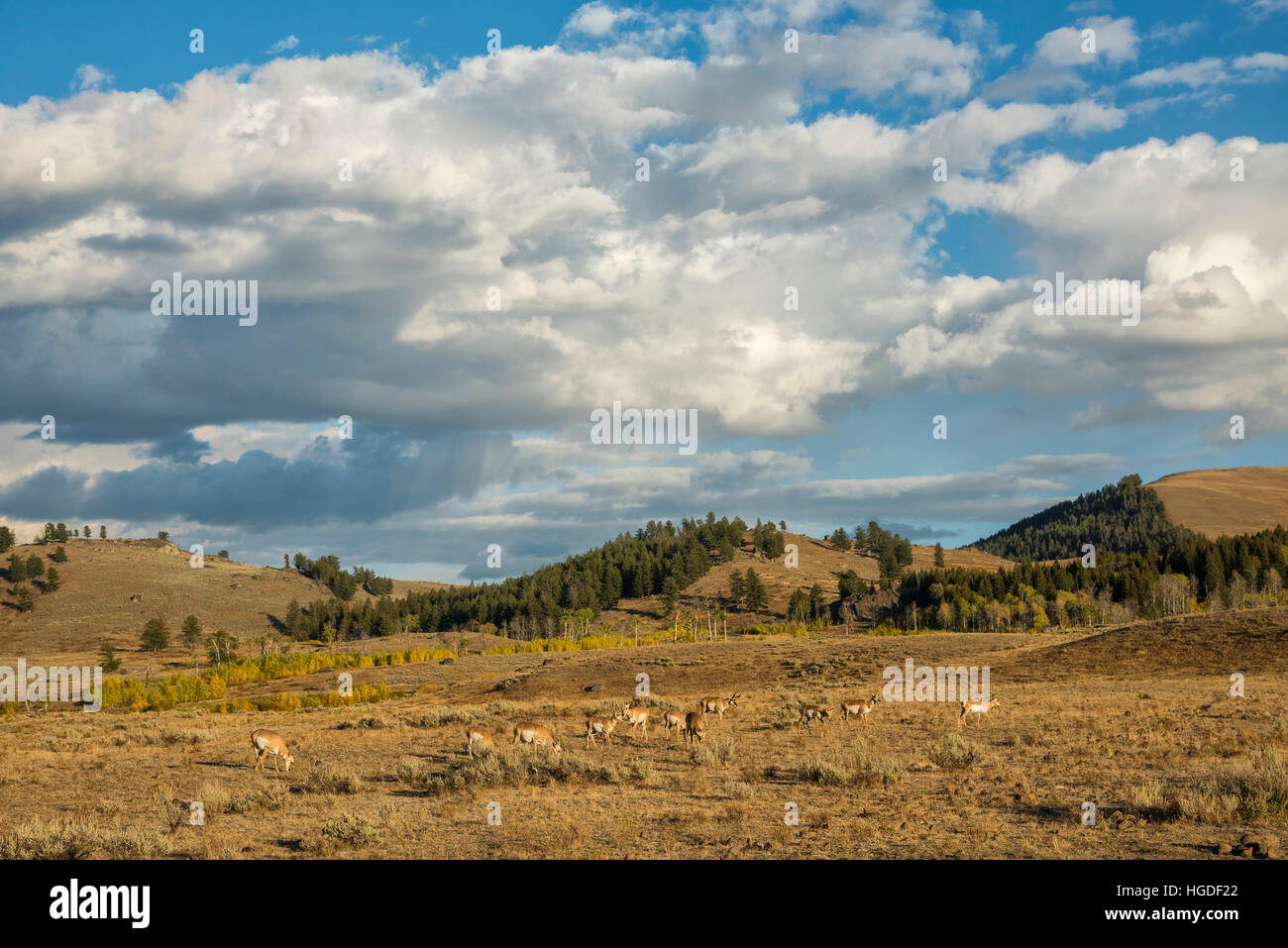 Wyoming, Yellowstone National Park, UNESCO, Welterbe, Herde Gabelböcke in Lamar Valley Antilocapra Americana Stockfoto