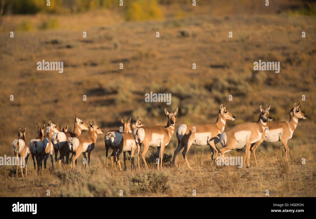 Wyoming, Yellowstone National Park, UNESCO, Welterbe, Herde von Pronghorn Antilopen in das Lamar Valley, Stockfoto