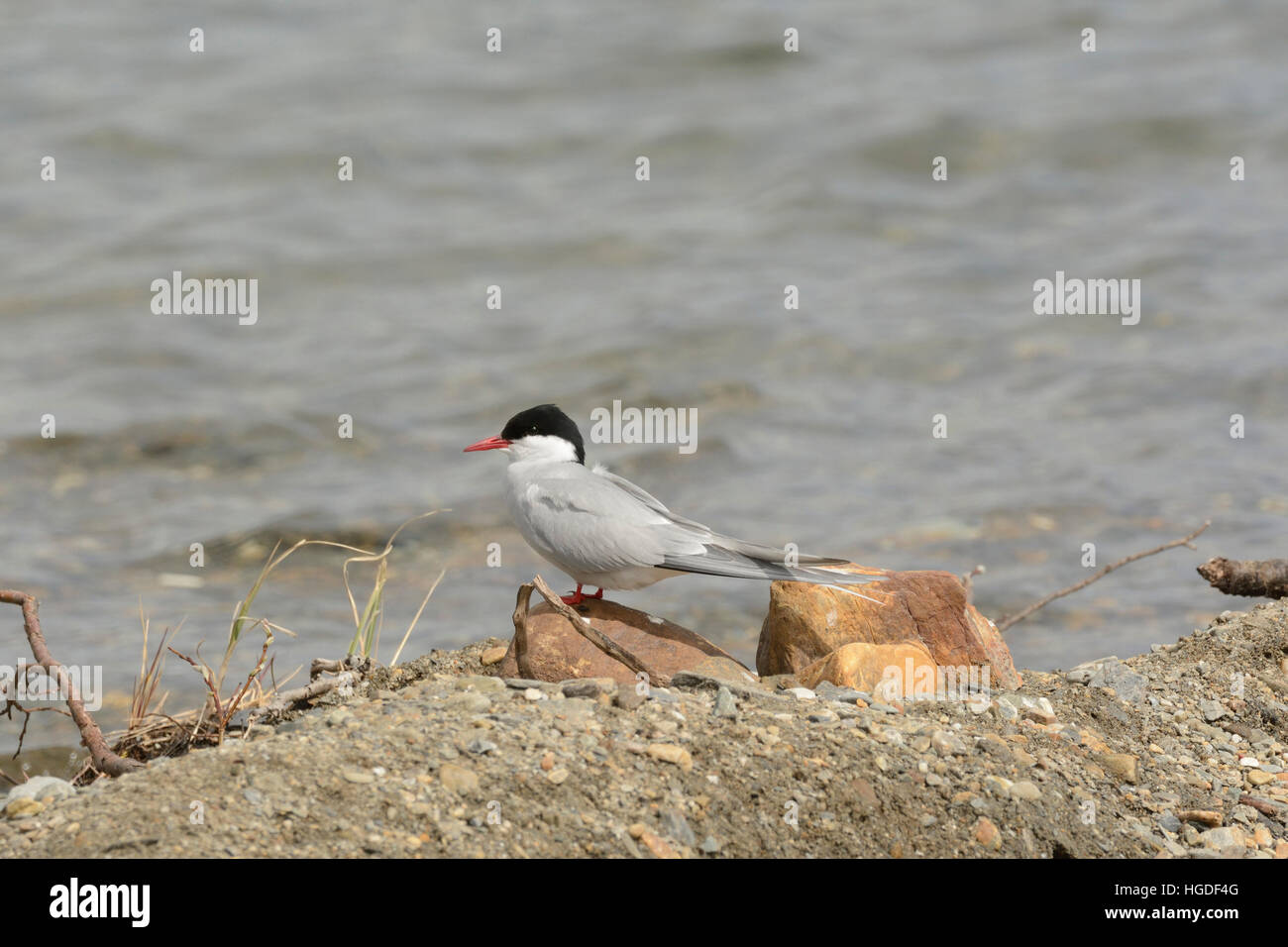 Artic Tern, Sterna Paradisea, Stockfoto