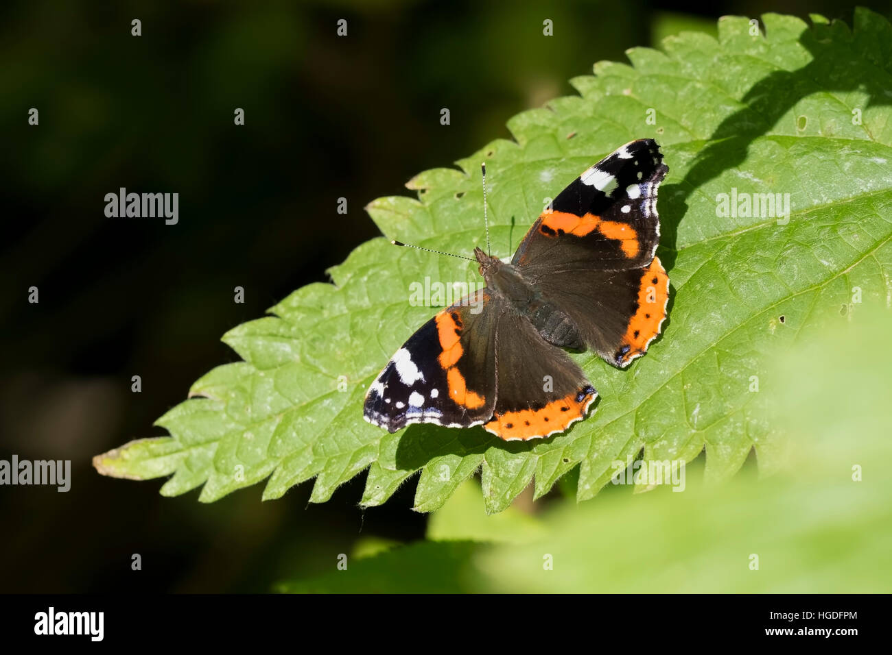 Draufsicht auf den Flügeln eines Schmetterlings Red Admiral, Vanessa Atalanta, ruht auf einem Blatt im Grünland. Stockfoto
