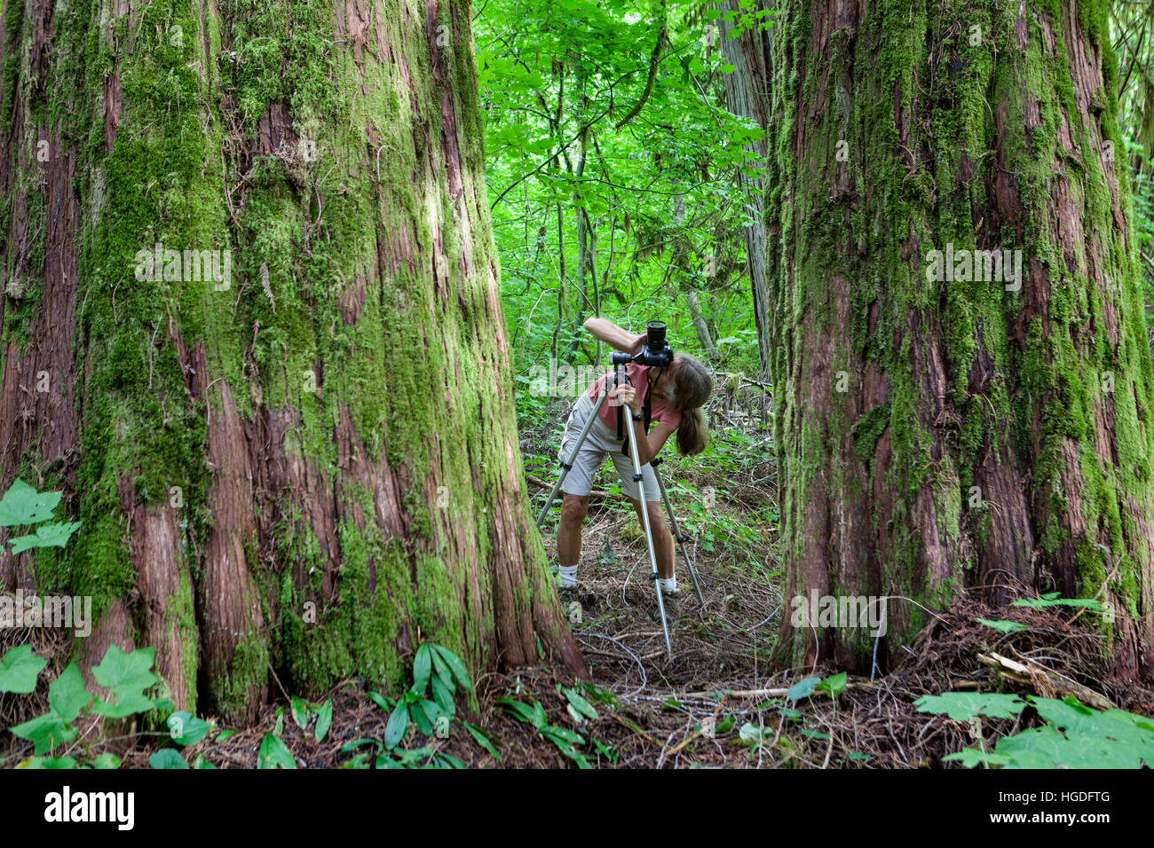 WA11933-00... WASHINGTON - Vicky Frühling westliche rote Zeder (Thuja Plicata) entlang des Big Beaver Trail zu fotografieren. HERR #S1 Stockfoto