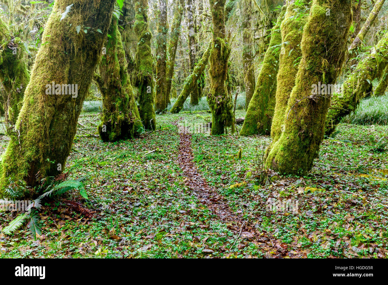 WA11971-00... WASHINGTON - Sams Flusspfad im Queets Tal des Olympic National Park. Stockfoto