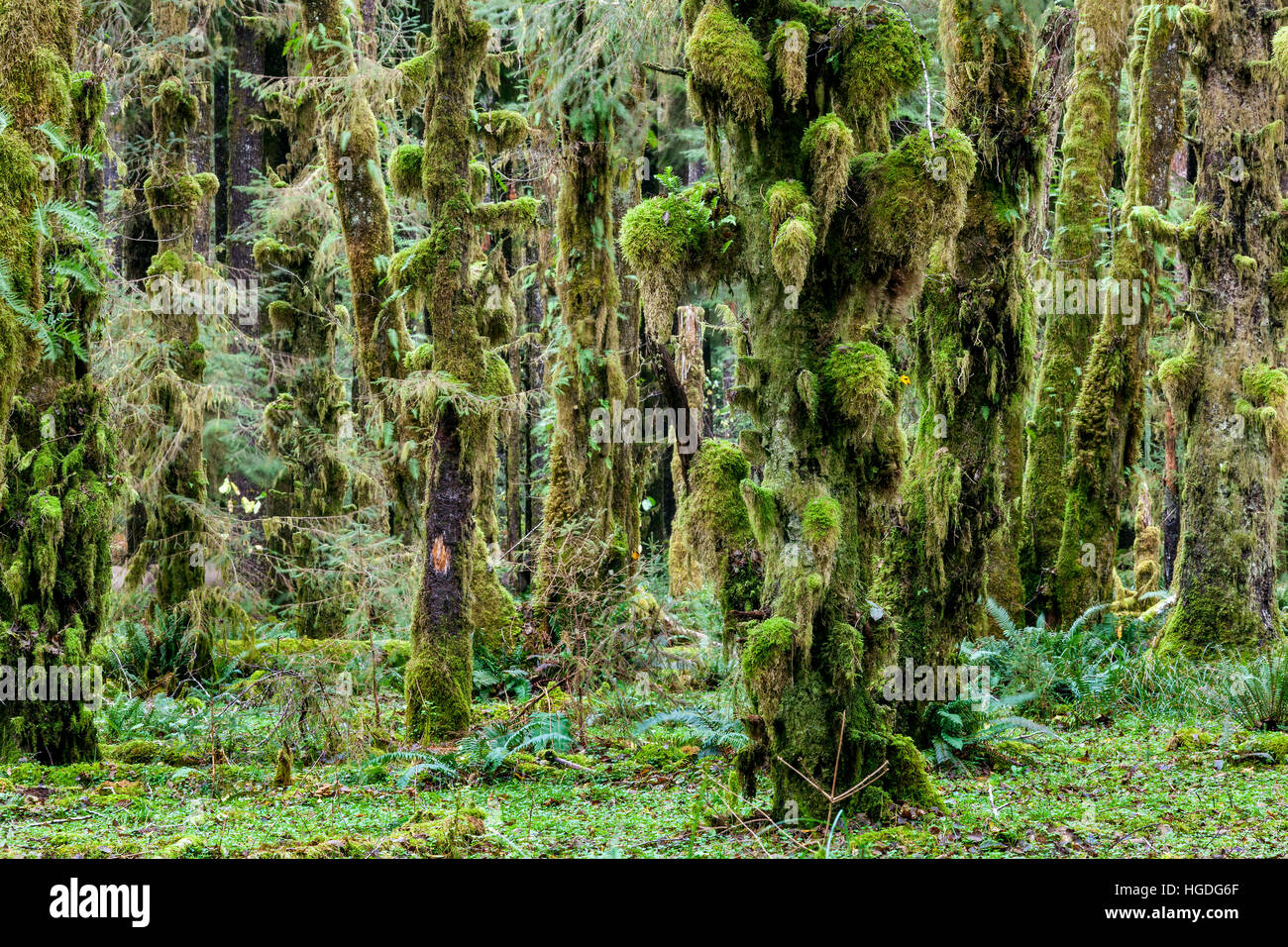 WA11972-00... WASHINGTON - Wald entlang dem Sams River Trail im Queets Tal des Olympic National Park. Stockfoto