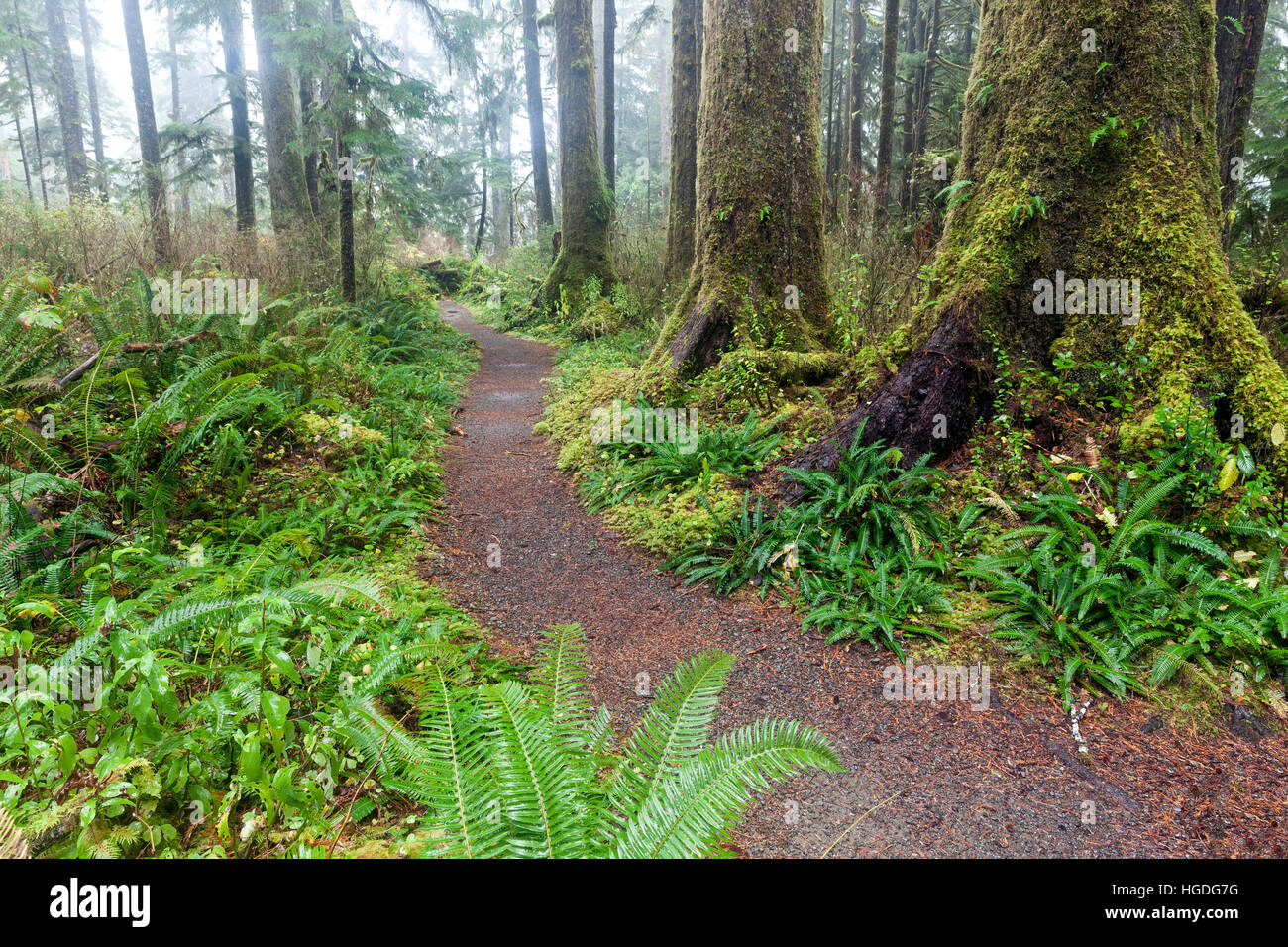 WA11974-00... WASHINGTON - Gatton Creek Trail im Quinault National Recreation Trail System der Olympic National Forest. Stockfoto