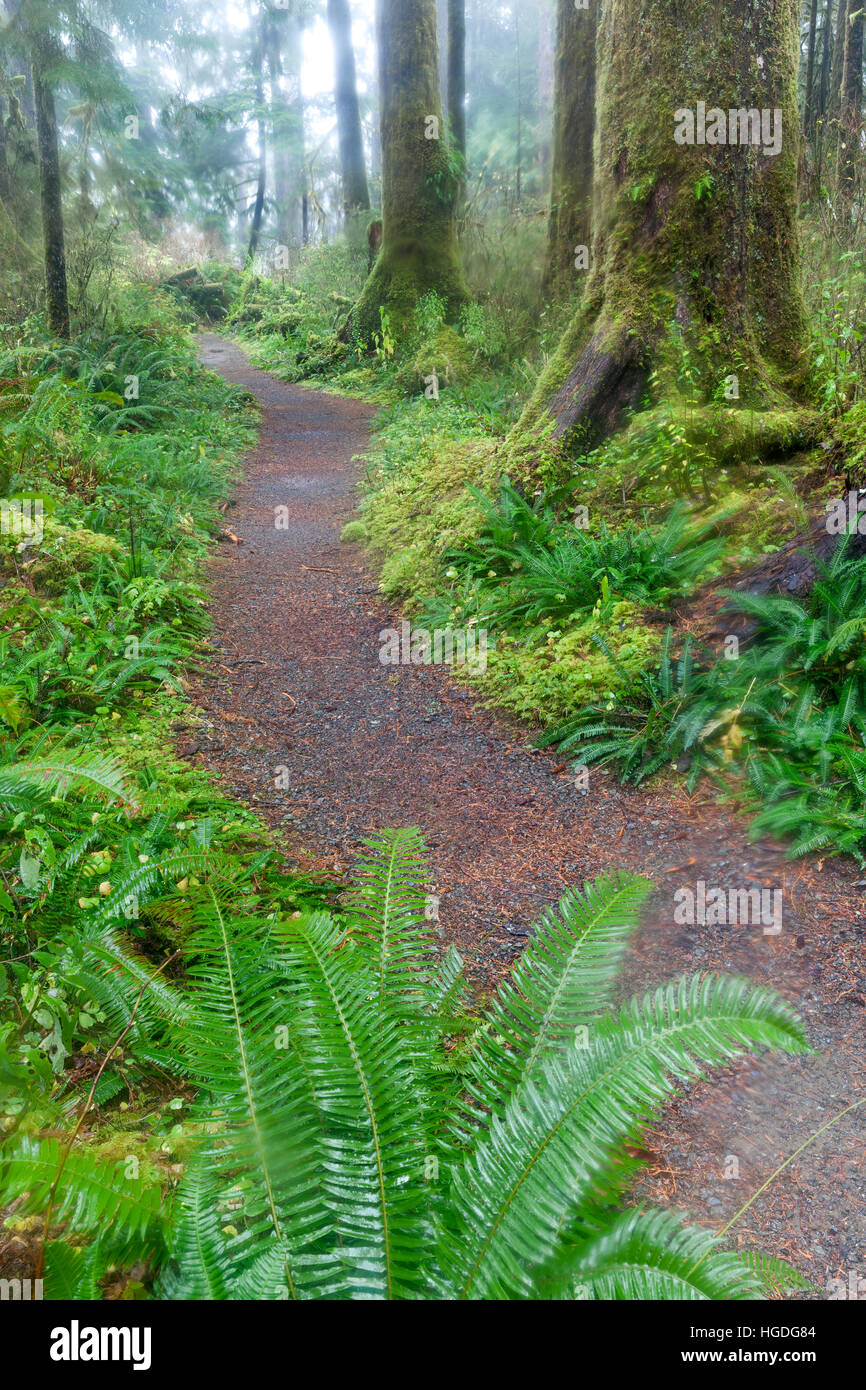 WA11975-00... WASHINGTON - Gatton Creek Trail im Quinault National Recreation Trail System der Olympic National Forest. Stockfoto