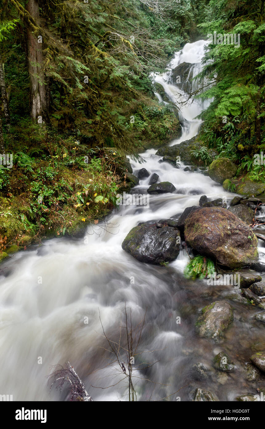 WA11979-00... WASHINGTON - Reihe fällt in die Quinault Tal von Olympia aus Wald Stockfoto